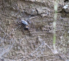 Azilia affinis