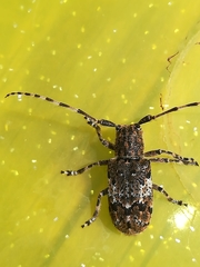 Mesosa nebulosa