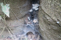 Azilia affinis