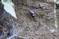 Azilia affinis