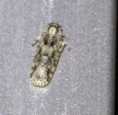 Achilidae