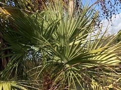 Acoelorraphe wrightii