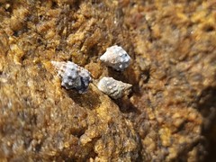 Echinolittorina pascua