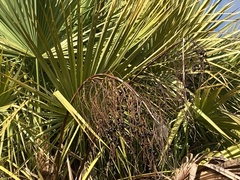 Acoelorraphe wrightii