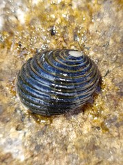 Nerita costata