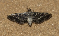 Rhimphalea sceletalis