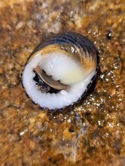 Nerita costata