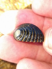 Nerita costata
