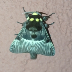 Megalopyge radiata