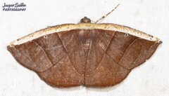 Cimicodes