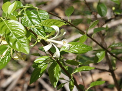 Turraea pubescens