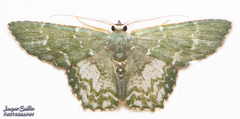 Chloropteryx dealbata