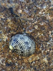 Nerita undata