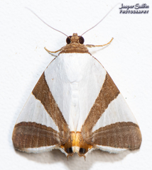 Eulepidotis rectimargo