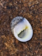 Nerita undata