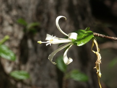 Turraea pubescens