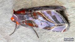 Hemicephalis alesa