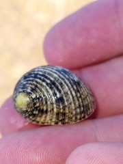 Nerita undata