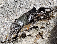 Metopograpsus frontalis