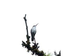 Elliotomyia viridicauda