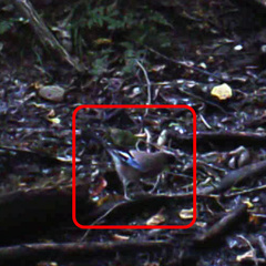 Garrulus glandarius japonicus