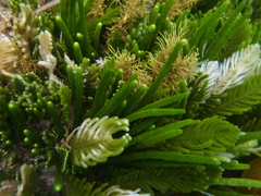 Caulerpa muelleri