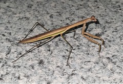 Tenodera australasiae