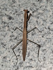 Tenodera australasiae