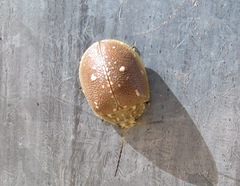 Paropsis aegrota