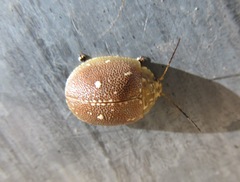 Paropsis aegrota