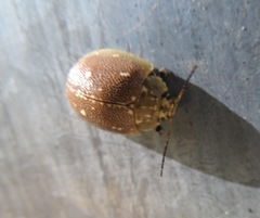 Paropsis aegrota