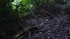 Garrulus glandarius japonicus