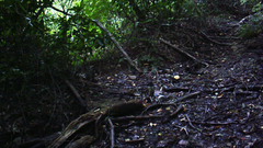 Garrulus glandarius japonicus