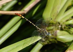 Austroepigomphus turneri