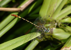 Austroepigomphus turneri
