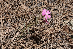 Phlox woodhousei