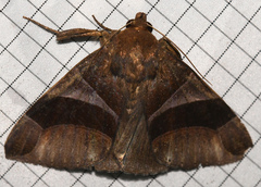 Gondysia