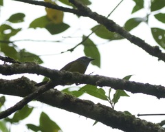 Cnemoscopus rubrirostris