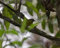 Cnemoscopus rubrirostris