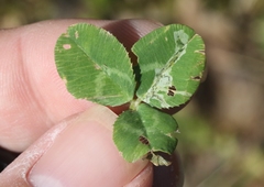 Liriomyza fricki