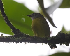 Cnemoscopus rubrirostris