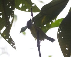 Cnemoscopus rubrirostris