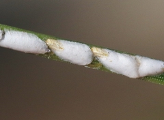 Chionaspis pinifoliae