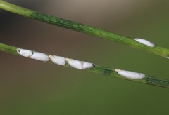 Chionaspis pinifoliae