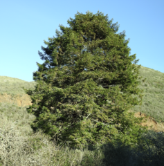 Sequoia sempervirens