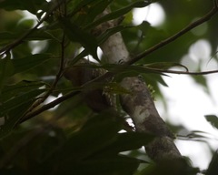 Lepidocolaptes lacrymiger