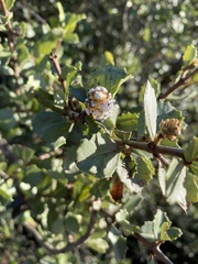 Ceanothus ferrisiae