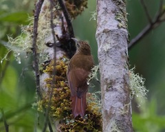 Lepidocolaptes lacrymiger