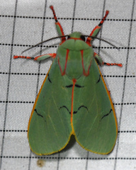 Chlorhoda superba