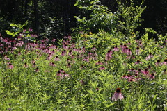 Echinacea simulata